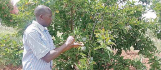 Agroforestry helps farmers reduce vulnerability to climate change