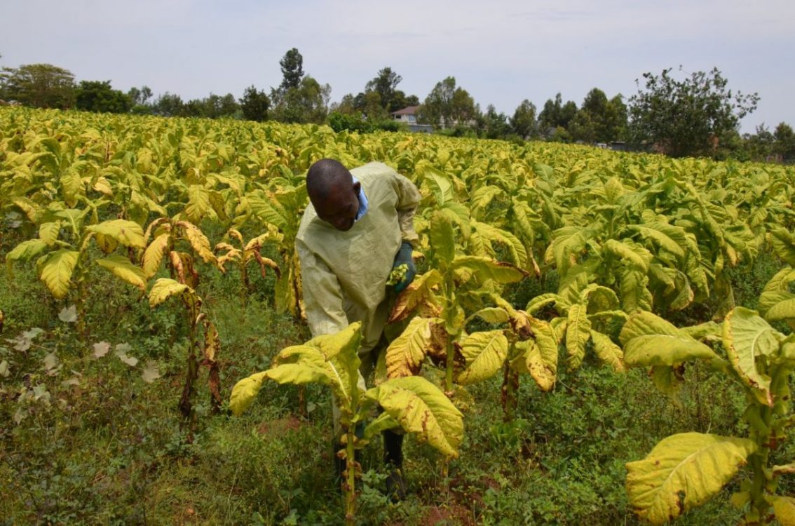 Tobacco growers in Migori switch to beans farming