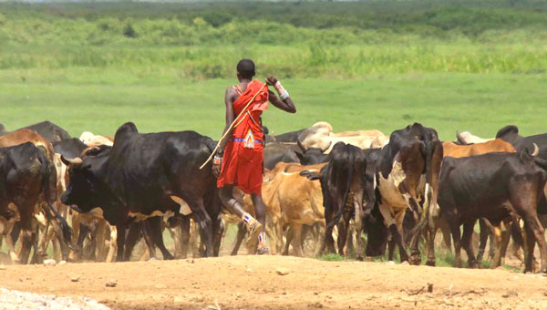 KDC to spend Sh4.5b on livestock value chain