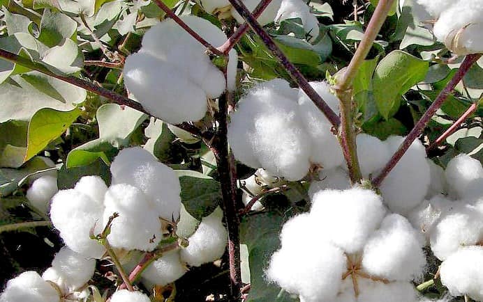 Farmers to get free cotton seeds to boost production