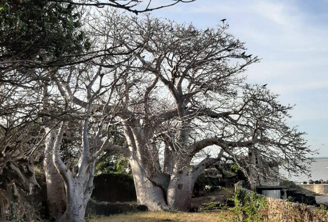 Ruto orders probe into uprooting of baobab trees in Kilifi for export to Georgia