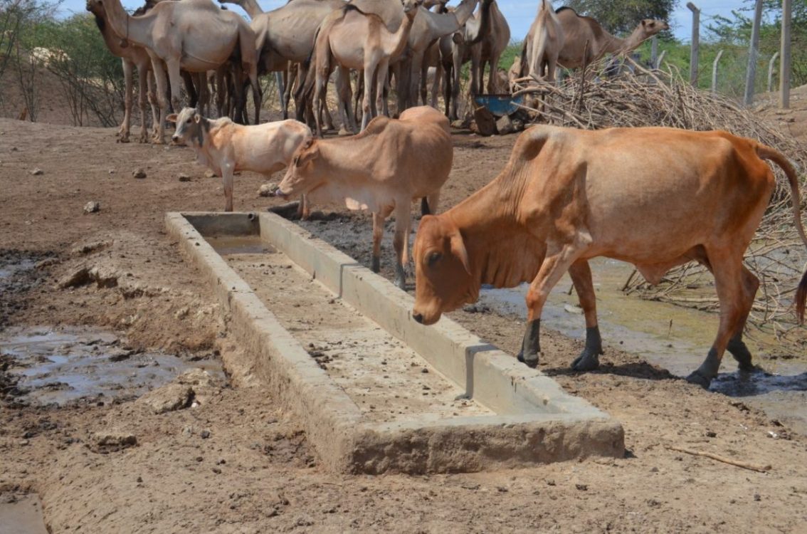 Pastoralists feed rice straws to cattle amidst biting famine in Tana