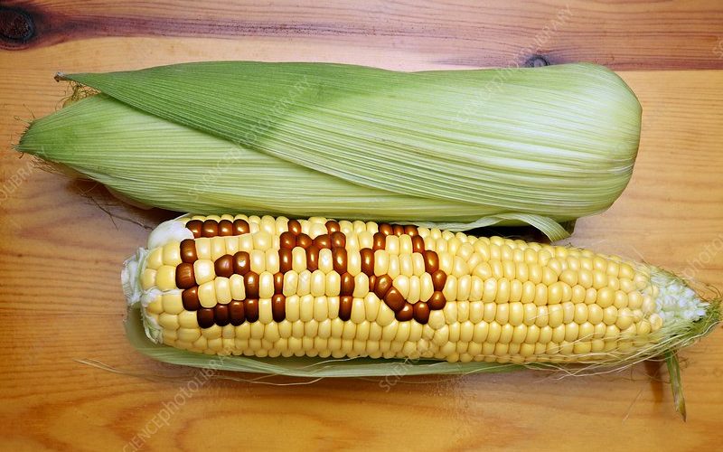 GMO maize