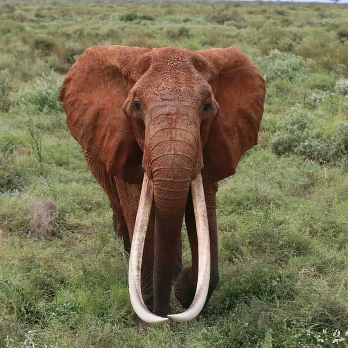 Dida, Queen of Tsavo, trumpets her last at age of 65 years