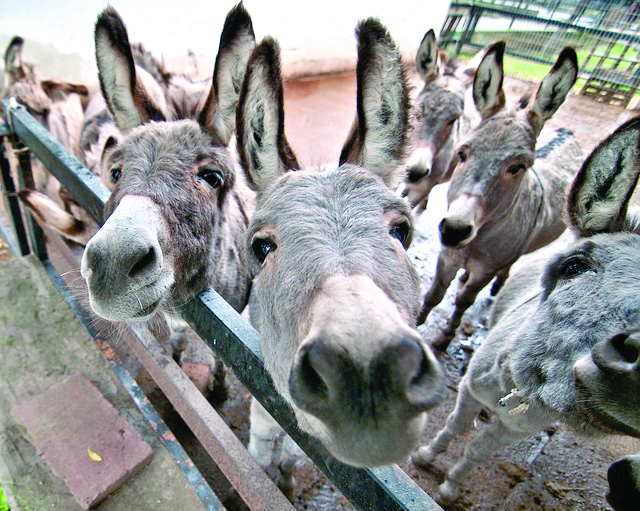 600,000 donkeys lost in a decade, survey shows