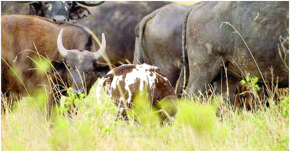 Behold! A buffalo calf with multiple colours