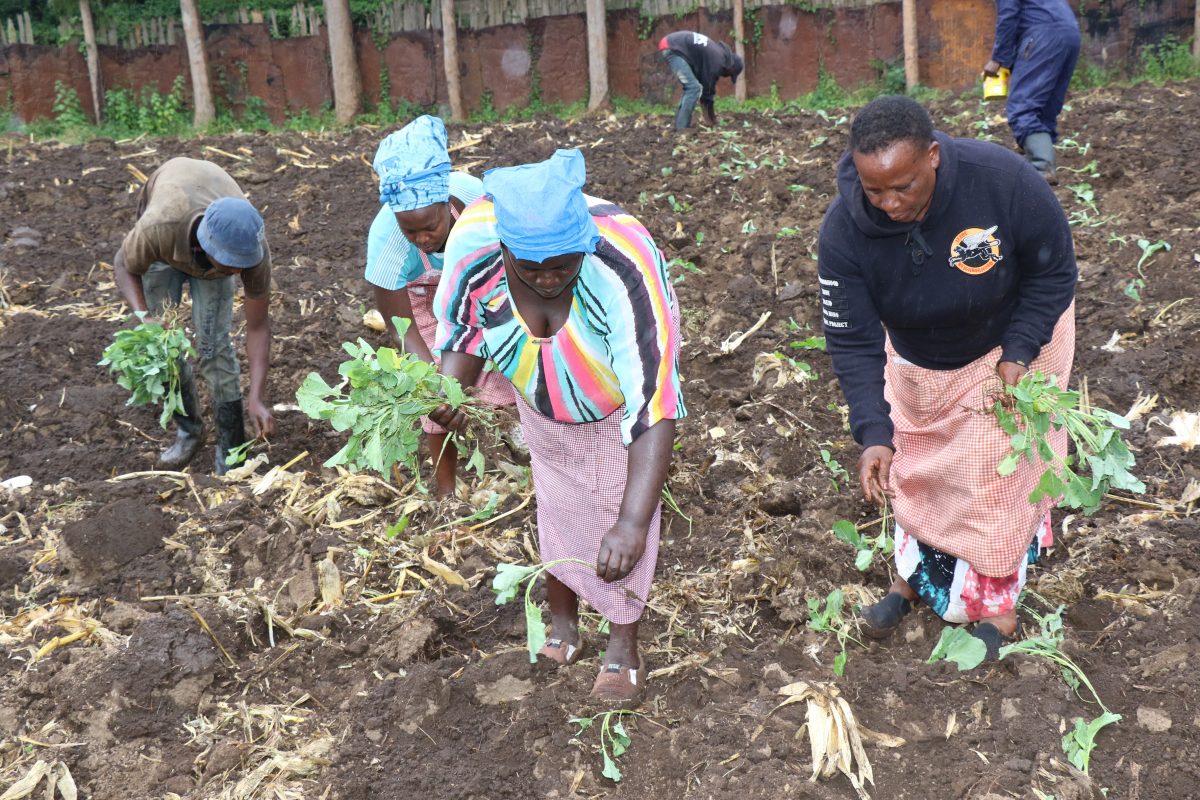 Farmers rush to take advantage of rain in drought-hit Bahati