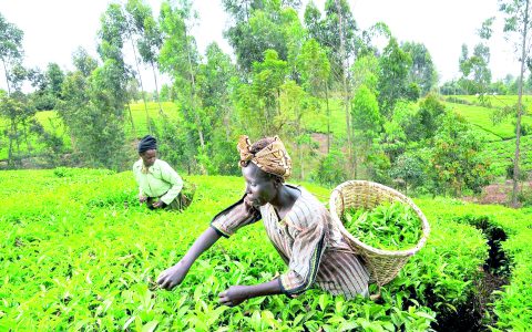 Tea earnings at Mombasa auction hit Ksh137b – report