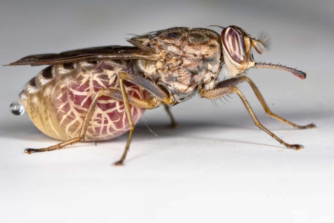 Efforts to eradicate tsetse flies in Lake regions ‘bearing fruit’