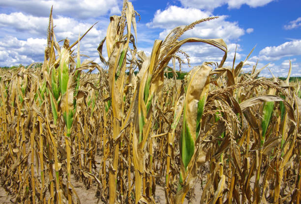 Siaya to lose half of crop to drought