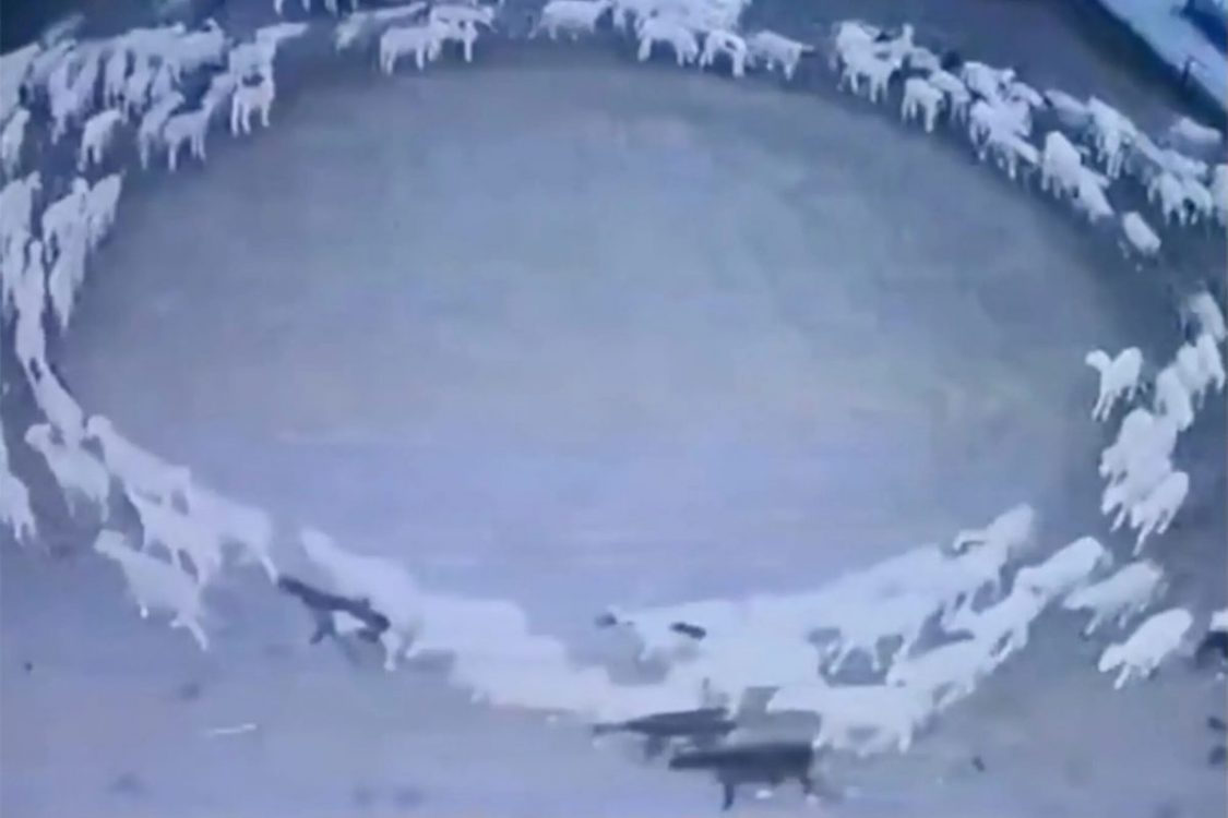 Mystery as CCTV captures flock of sheep walking around in circles for 12 days straight
