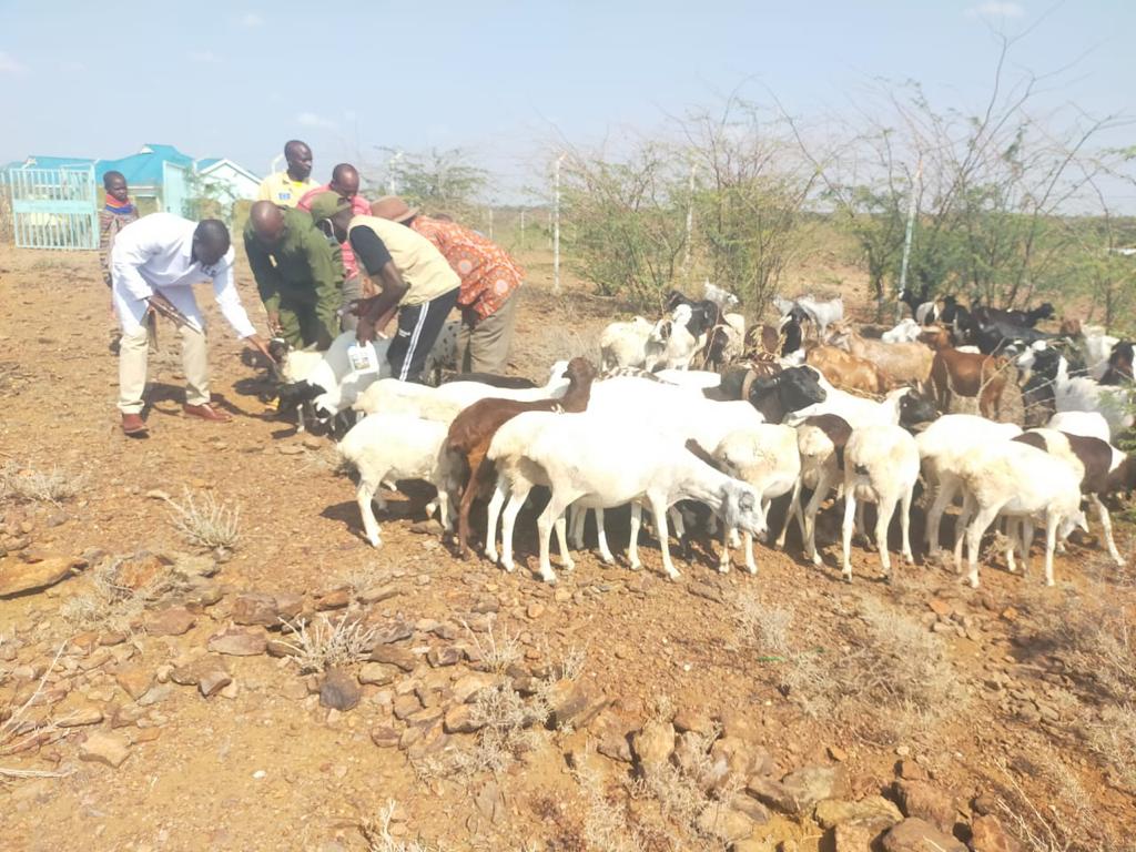 Over 64,000 goats, sheep vaccinated in Turkana to improve herd immunity