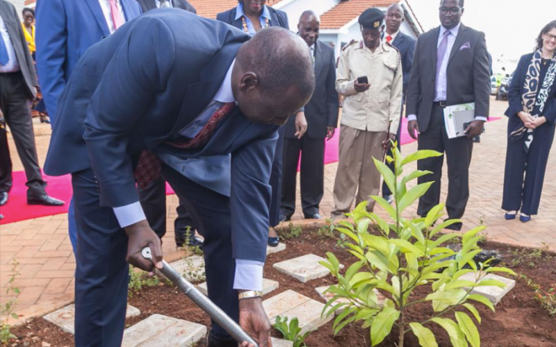 Why planting trees should not be a one-time event
