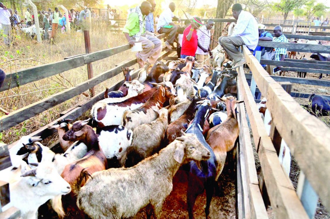 Kimalel goat auction back after Covid-driven hiatus