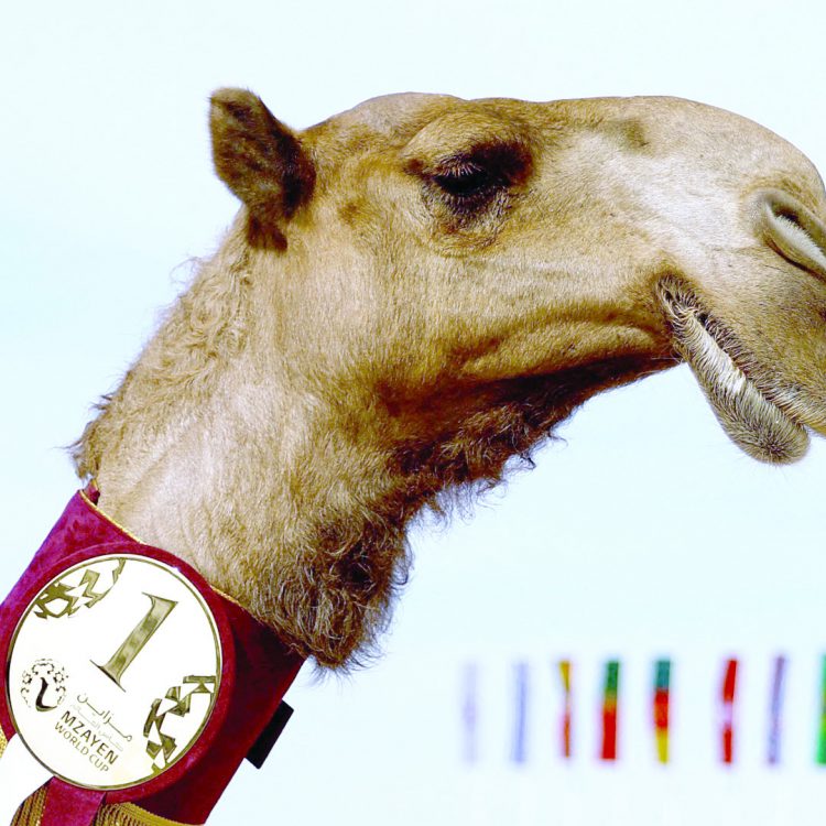 Camel pageant among World Cup sidelines attractions