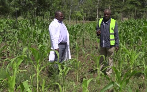 Farmers stare at huge losses as armyworms destroy crops in Juja