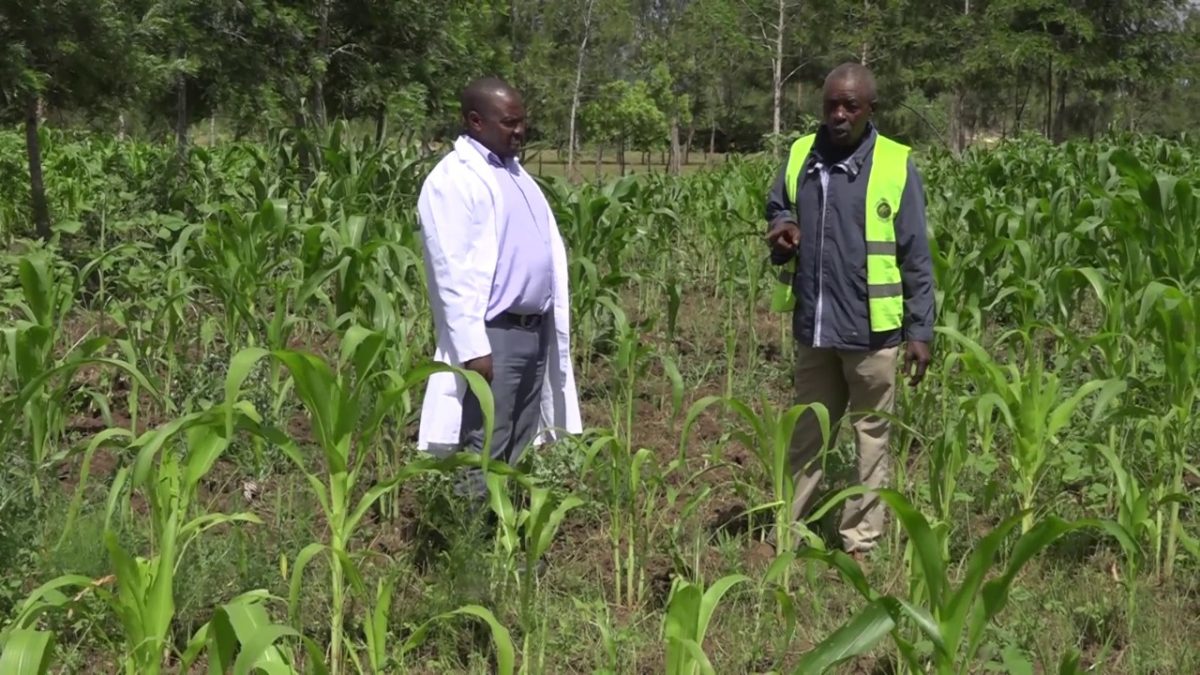 Farmers stare at huge losses as armyworms destroy crops in Juja