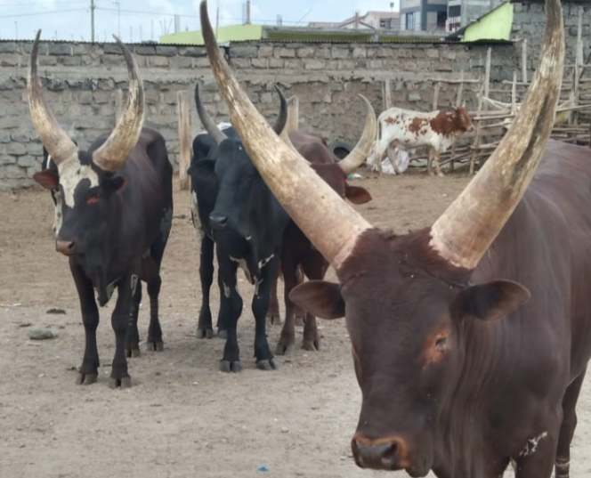 Why meat in Kajiado is expensive despite drought effects