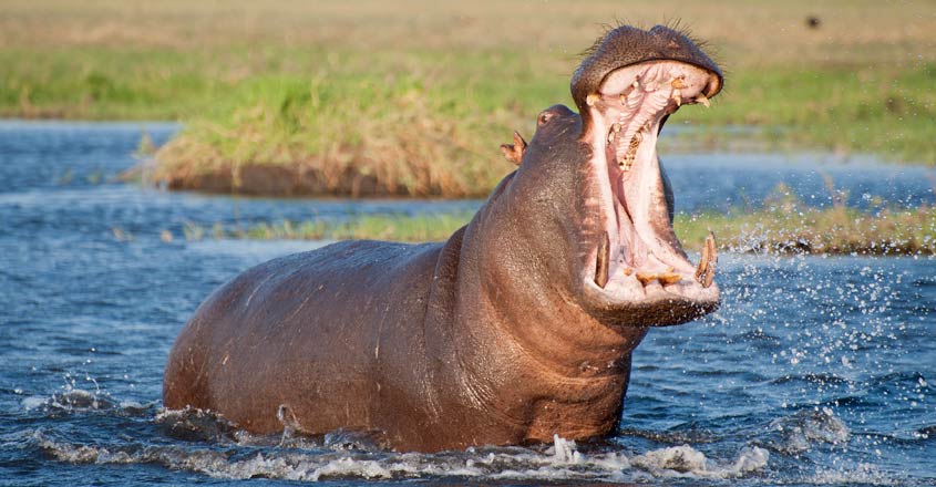 Protests in Naivasha after hippo kills water firm employee