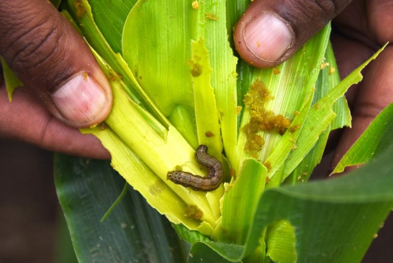 At least 150 acres of maize destroyed by armyworms in Makueni