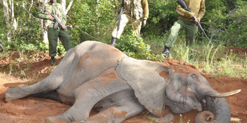 Narok: Security agencies launch investigations on killing, chopping off of wildlife reproductive organs