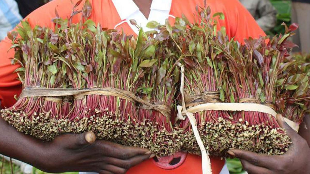 Miraa traders protest harsh county cess charges