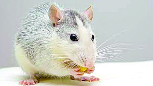 Facial recognition software used to control rodents