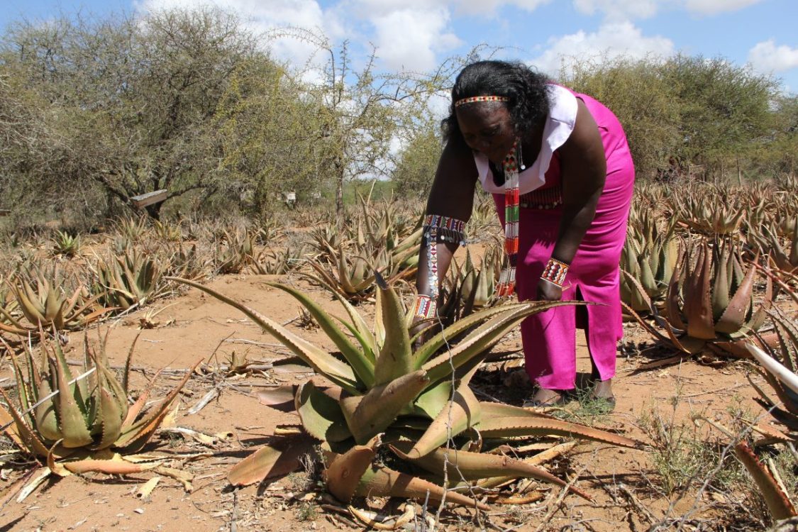 Women venture in Aloe vera farming for export markets