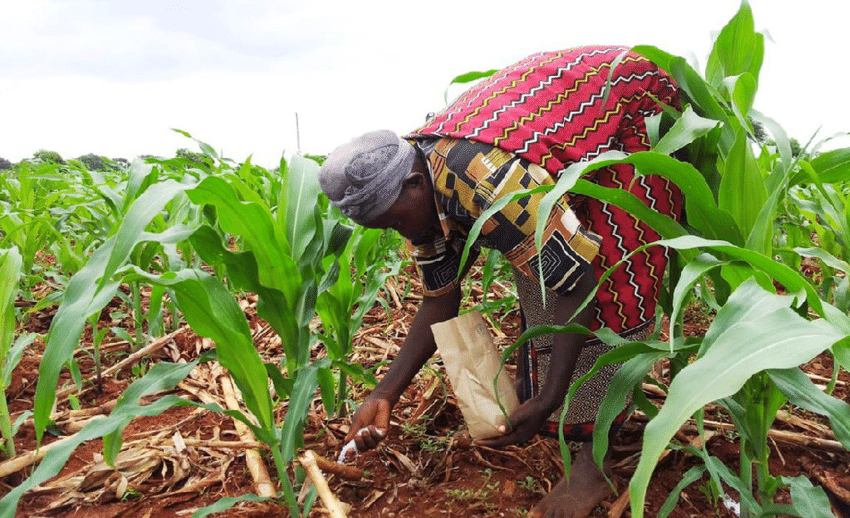 Relief for farmers, consumers as long rains fall after long dry spell