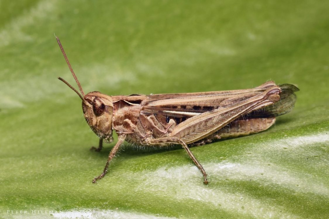 How human noise is interfering with sex life of grasshoppers