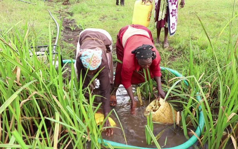 Villagers up in arms over prolonged acute water shortage in Murang'a