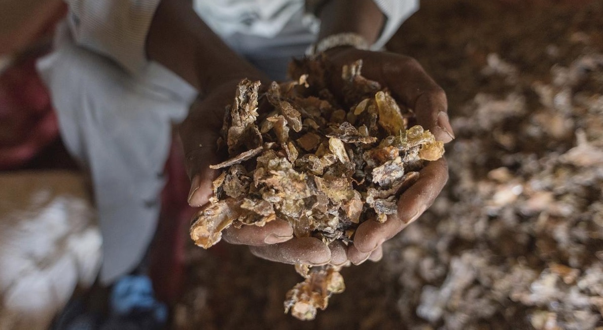 Somali gold rush endangering perfumery, scent