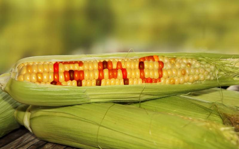 Lifting GMO ban puts farmers at mercy of foreign firms