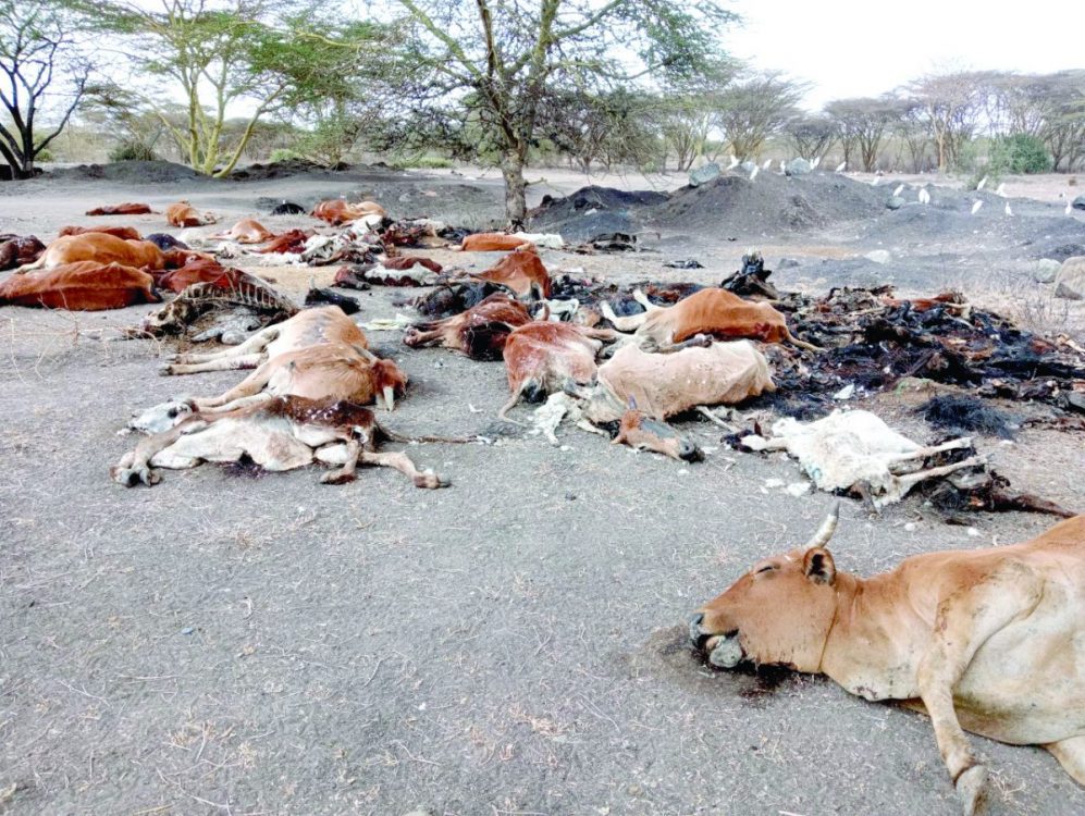 Ruto likely to declare drought disaster, calls for rain prayers