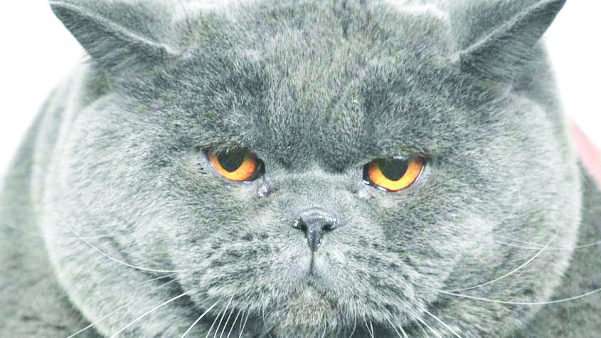 You can now name a litter box after your Ex