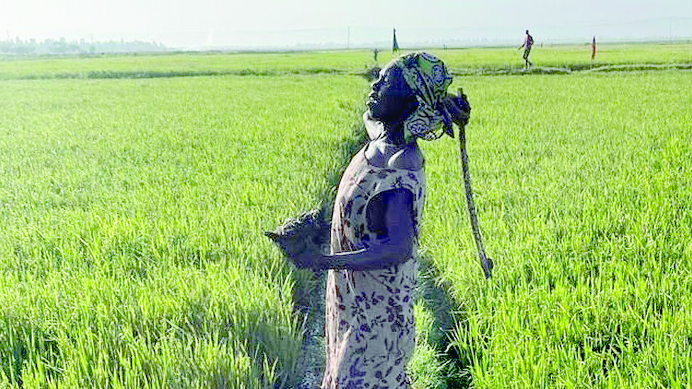 Bitter cry of rice farmers battling destructive birds