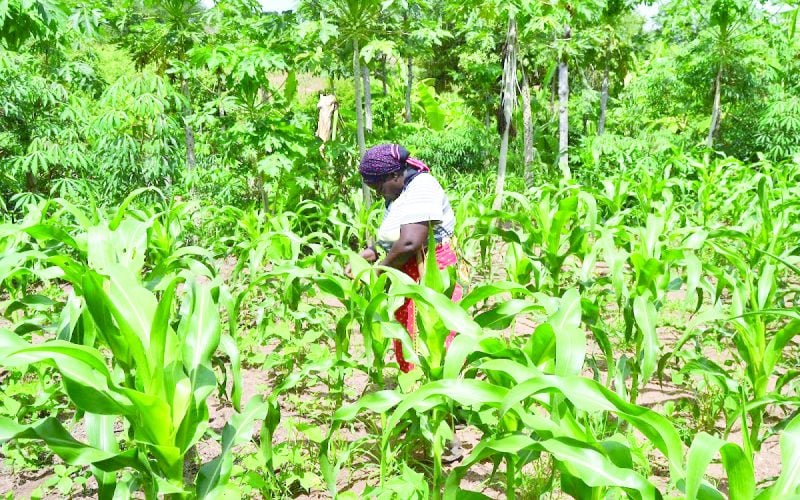 A farmer inspecting her crops.