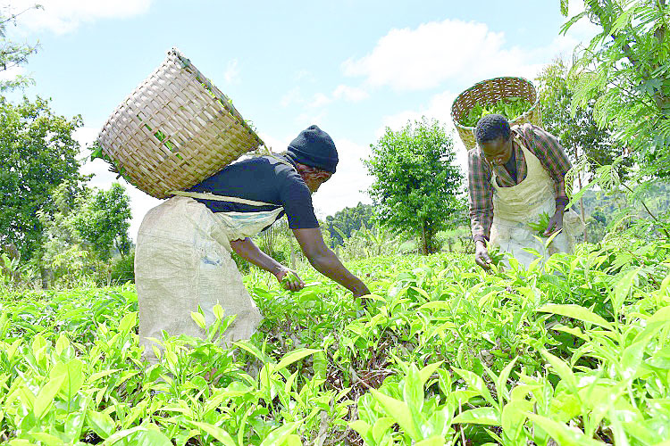 Kenyan exports up by 11pc on high tea demand