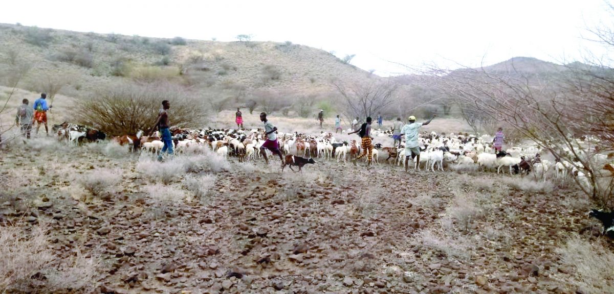 Kilifi farmers, North Eastern herders clash over pasture