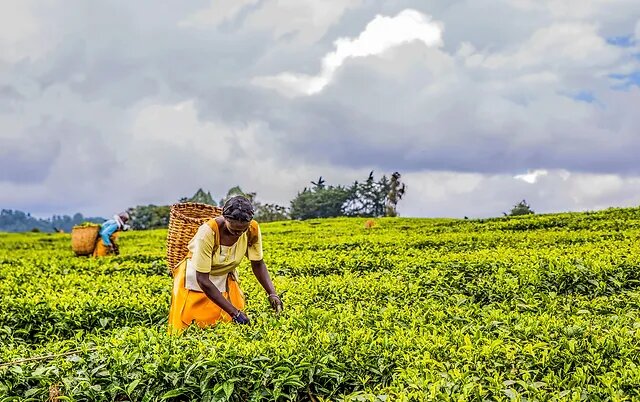 Finlays agrees to sell its Kenyan tea estates to Brown investments