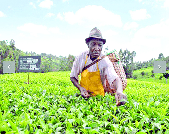 TBK, measures officials impound weighing machines in Nyamira