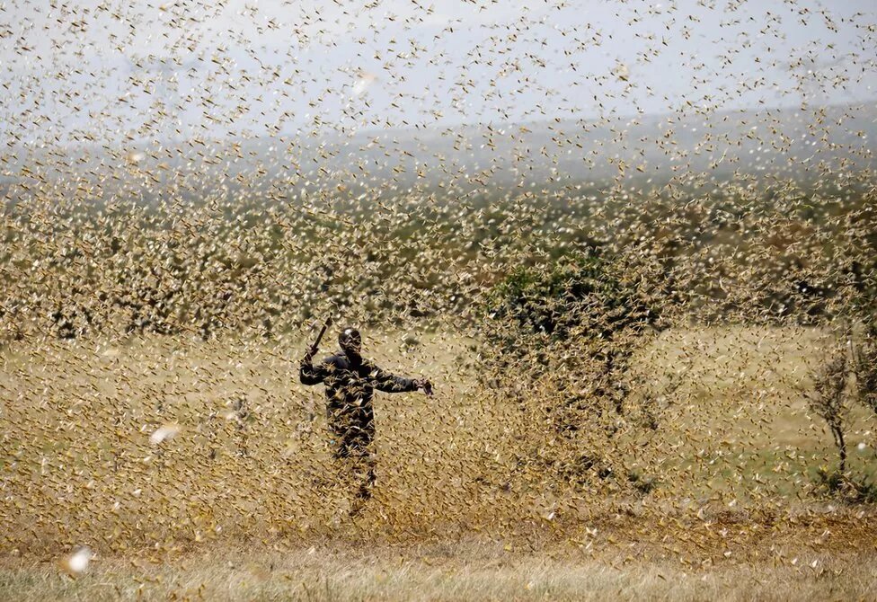 Extreme weather may trigger locust invasion, experts say