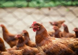 Man handed 6 months jail-term for scaring neighbour’s chickens to death