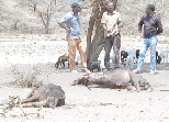 Prolonged drought leaves trail of destruction in Kajiado