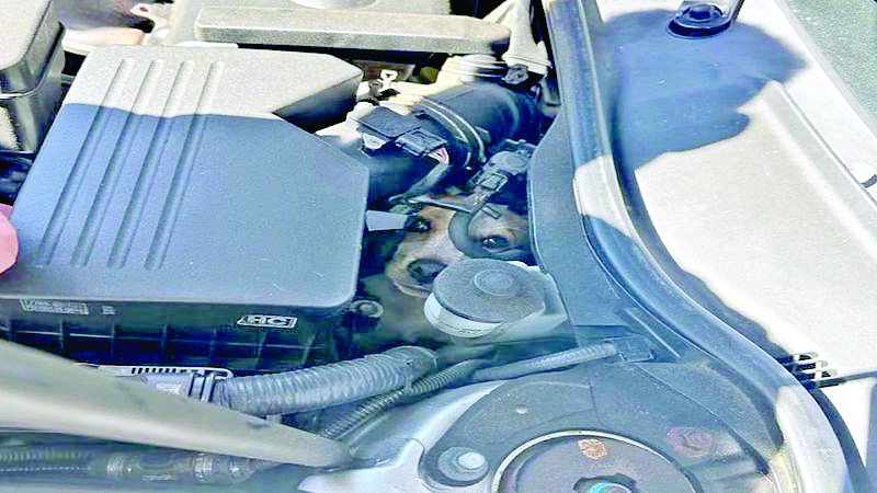 US Fire crew saves dog trapped inside car engine