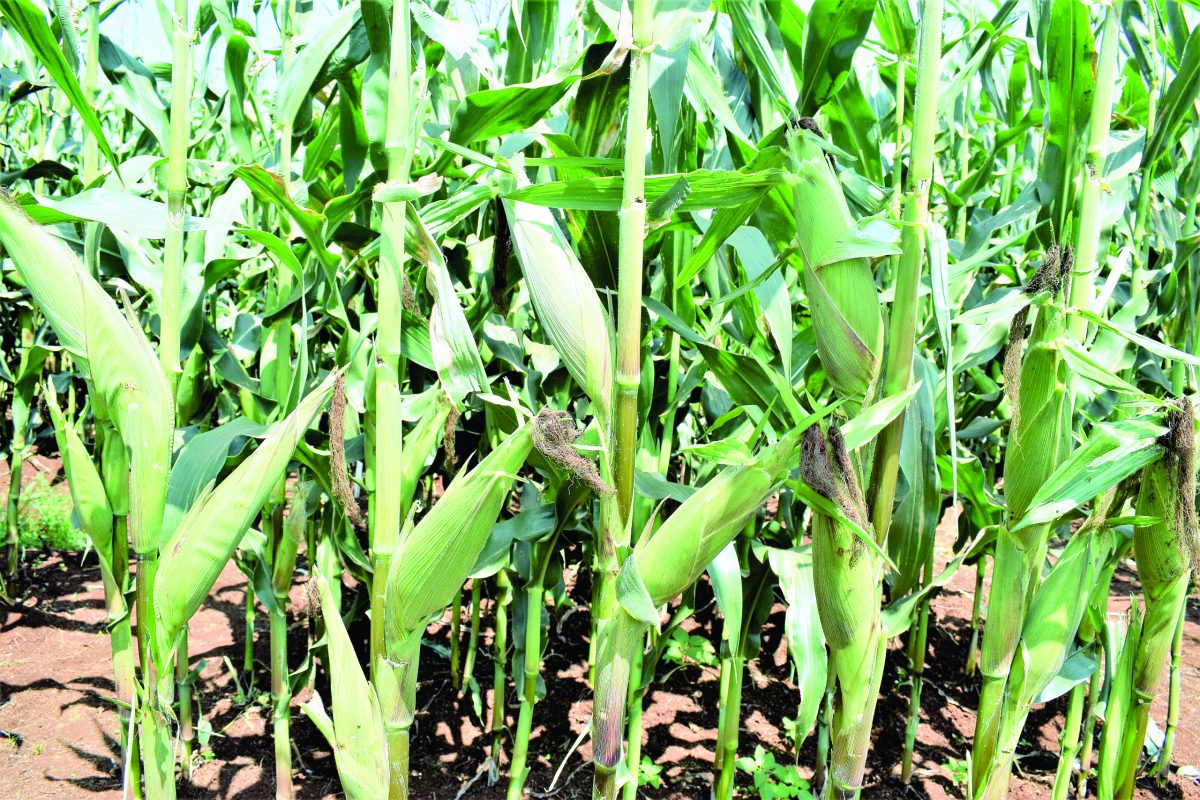 State mulls maize co-ops plan and more collection centres