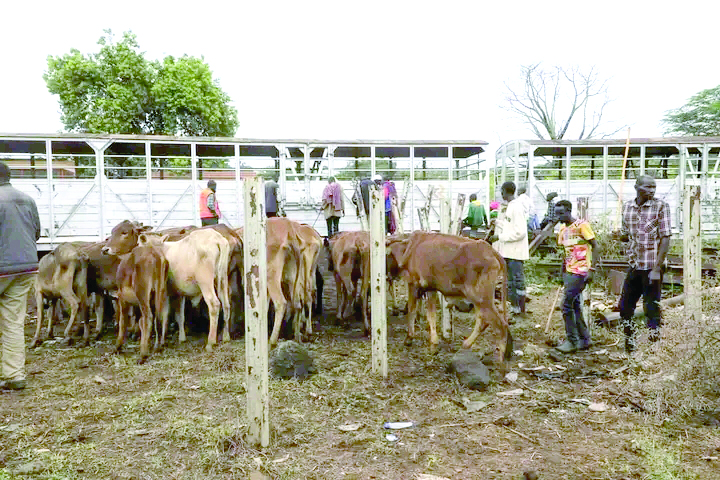 Relief for Kajiado herders as rains pound