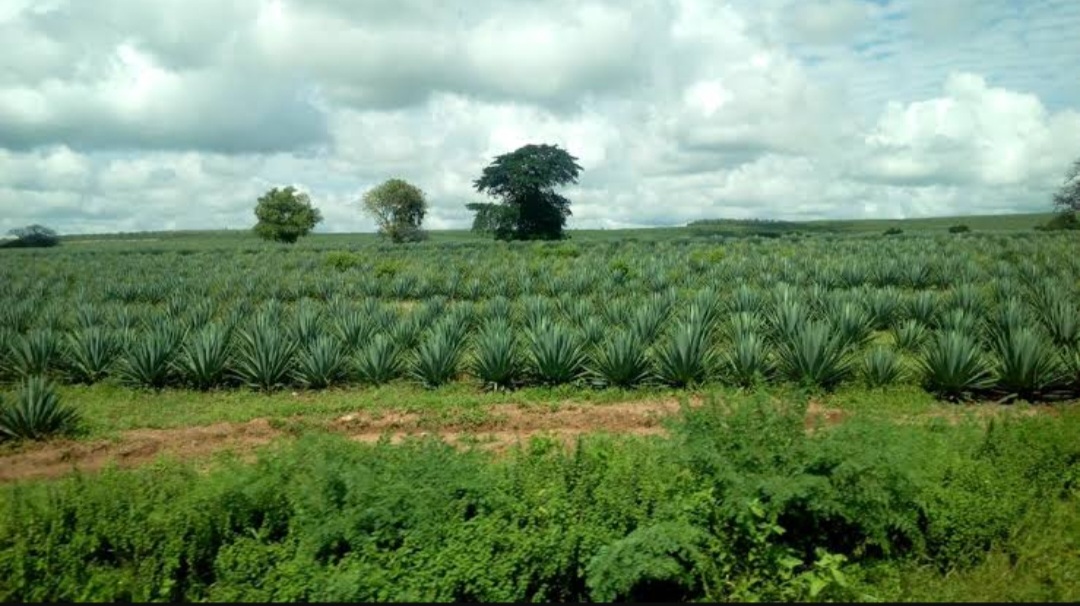 Team formed to quell rising tension at sisal farm in Kilifi county