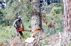 Timber industry left high and dry after logging ban