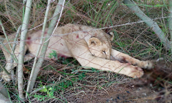 Kajiado locals kill 10 lions in one week